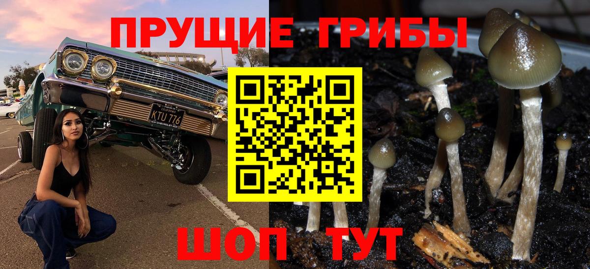 Псилоцибиновые грибы мицелий Сургут